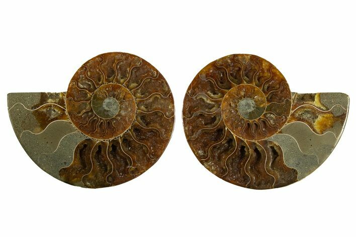 Cut & Polished, Crystal Filled Ammonite Fossil - Madagascar #310612